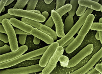 The Value of Probiotics: What’s Really Happening in the Mouth