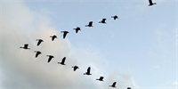 The A.C.T. of Coaching for Your Success as a Dentrepreneur®