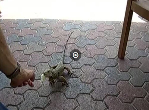 Iguana Aruba - webdev
