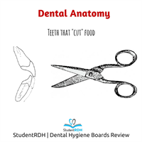 What is the main function of the incisors in mastication?