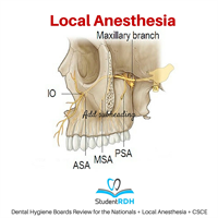Q: The infraorbital nerve block does NOT affect the: