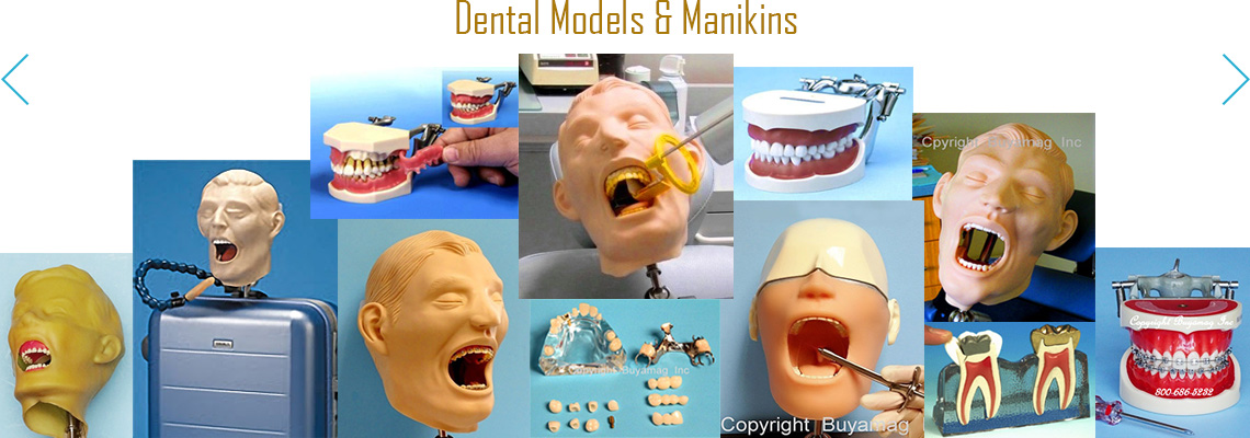 IN DENTAL EDUCATION SCHOOLS DENTAL MODELS ARE THE MOST IMPORTANT TEACHING RESOURCES IN THE PROGRAM. 