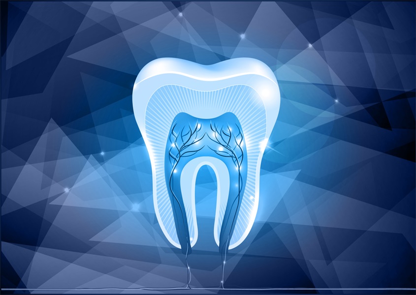 The 4 Types Of Teeth And How They Function